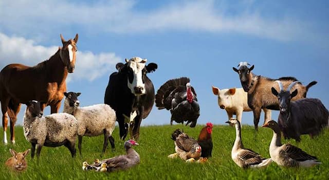 Nature Trivia Question: The Red Engadine is a Swiss breed of which farm animal?