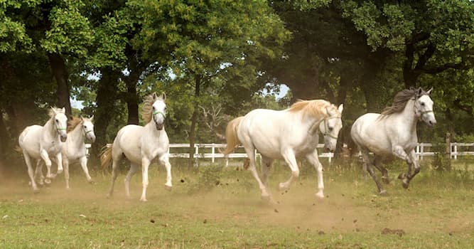 Natuur Trivia Vraag: Uit welk land komt het paardenras lipizzaner oorspronkelijk?
