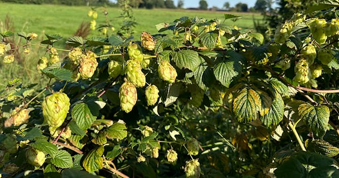 Naturaleza Pregunta Trivia: ¿Qué bebida se elabora a partir de esta planta?