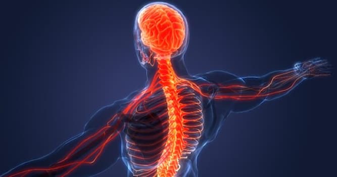 Science Trivia Question: Which of the following diseases is not classified as neurodegenerative disease?