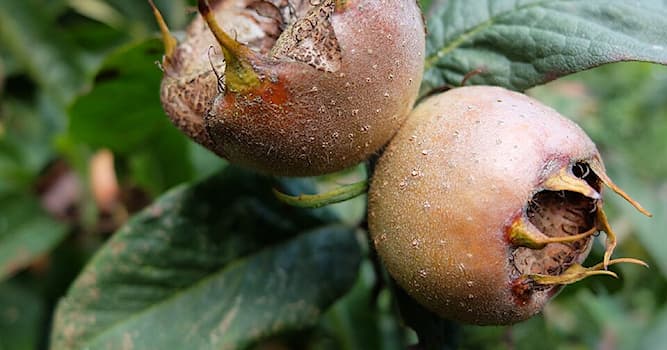 Natuur Trivia Vraag: Hoe wordt deze vruchtensoort genoemd?
