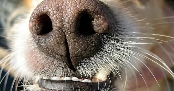 Nature Question: À quoi servent les moustaches chez les chiens ?
