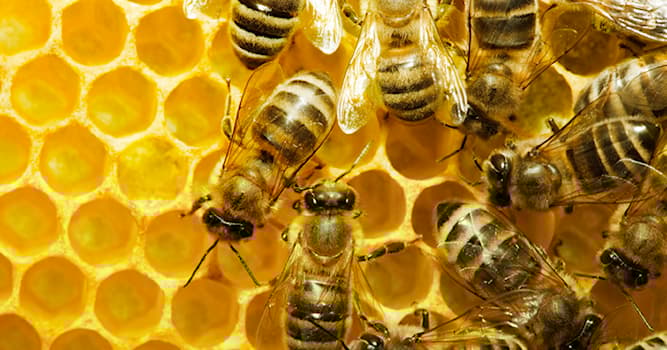 Doğa Trivia Sorusu: Kim arı kovanında yaşar ve bal yapar?