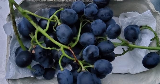 Natuur Trivia Vraag: Wat betekent 'Blanc de Noirs'?