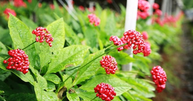 자연 상식 퀴즈: 사진에 보이는 것은 무엇의 열매일까요?