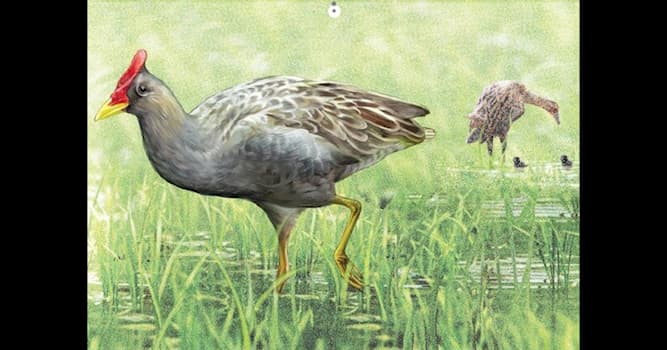 자연 상식 퀴즈: 사진에 있는 새는 무슨 새인가?