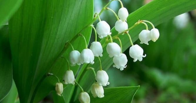 자연 상식 퀴즈: 사진에 있는 것은 무슨 꽃인가요?