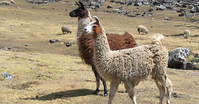 Doğa Trivia Sorusu: Aşağidakilerden hangisi kızdığında tükürür?