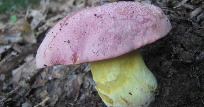 Natuur Trivia Vraag: Wat is een koningsboleet?