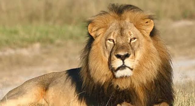 Doğa Trivia Sorusu: Aslan en çok hangi kıtada yaşar?