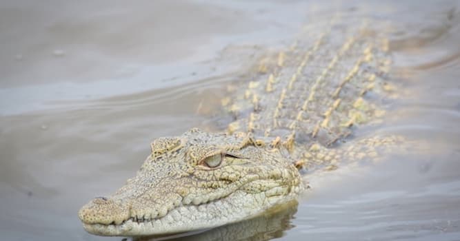 Doğa Trivia Sorusu: Timsahı aligatordan ayıran nedir?