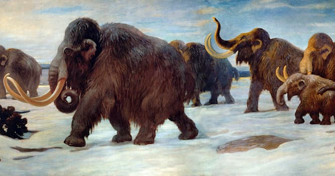Geçmiş Trivia Sorusu: Hangi soyu tükenmiş hayvan kalın postuyla tanınırdı ve Buzul Çağı'nda yaşadı?