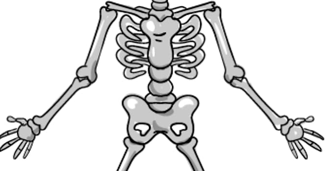 Bilim Trivia Sorusu: Vücudun hangi kısmına "komik kemik" denir?