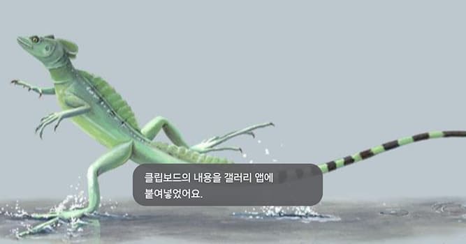 자연 상식 퀴즈: 물 위를 걷는 동물은 무엇인가요?
