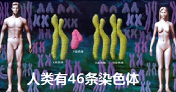 科学 小问题：人类有多少条染色体？