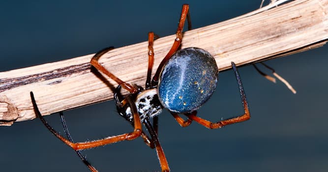 Doğa Trivia Sorusu: Ünlü zehirli bir örümcek hangi ismi taşır?