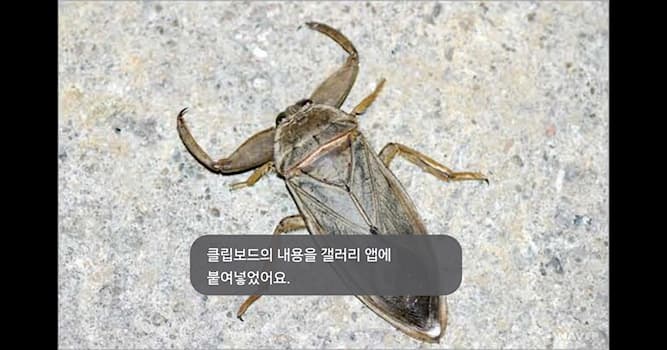자연 상식 퀴즈: 사진의 곤충은 무엇인가요?