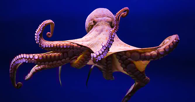Natuur Trivia Vraag: Hoeveel harten heeft een octopus?