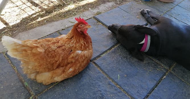 Doğa Trivia Sorusu: Leghorn hangi hayvanın bir ırkıdır?