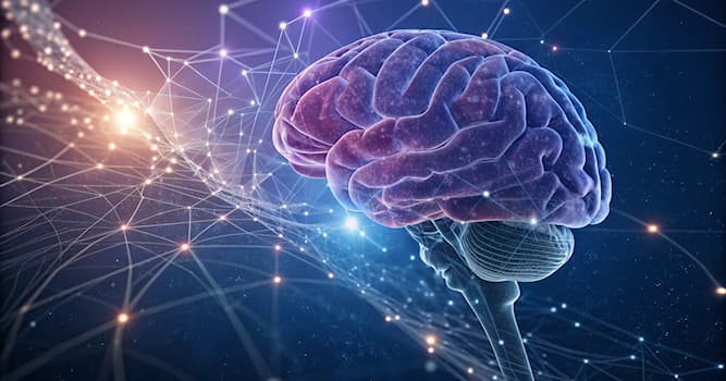 nauka Pytanie-Ciekawostka: Która część ciała człowieka mieści mózg?