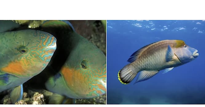 Natuur Trivia Vraag: Wat is bijzonder aan de Maori wrasse?