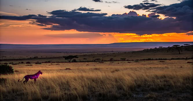 Doğa Trivia Sorusu: Hangi hayvan karakteristik 'kahkaha' sesiyle bilinir?
