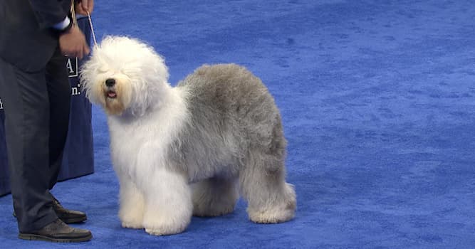 Nature Trivia Question: Which breed of dog is this?