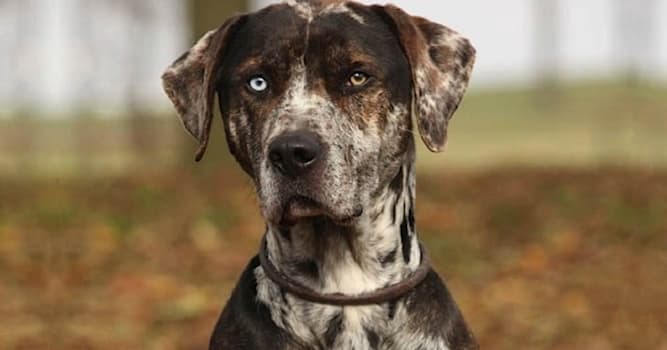 Nature Trivia Question: Which breed of dog is this?