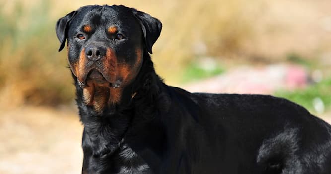 Nature Trivia Question: Which breed of dog is this?
