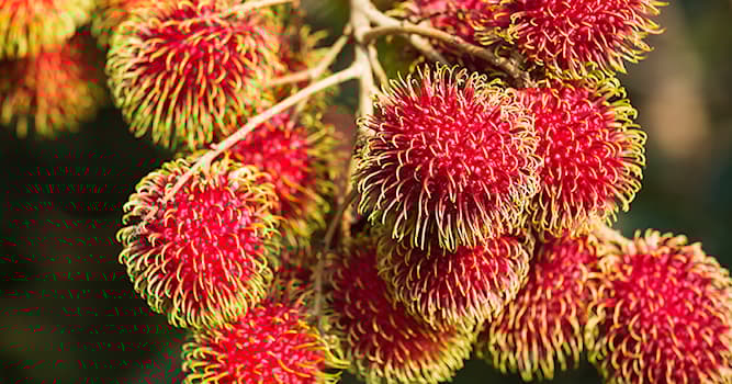 Nature Trivia Question: Which type of fruit is this?