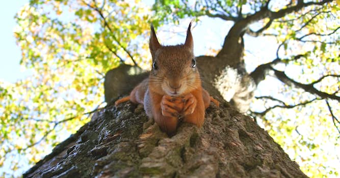 Doğa Trivia Sorusu: Bir sincap hangi hayvan türüne aittir?