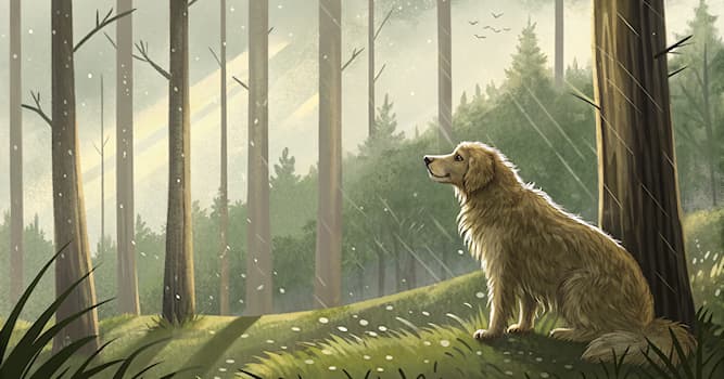 Doğa Trivia Sorusu: Bir köpeğin kürkünün ana işlevi nedir?