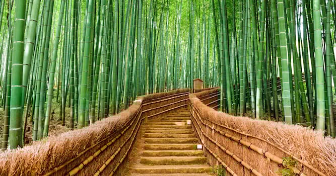 Cultuur Trivia Vraag: Hoe heet in het Japans het spel van licht en schaduw door bladeren?