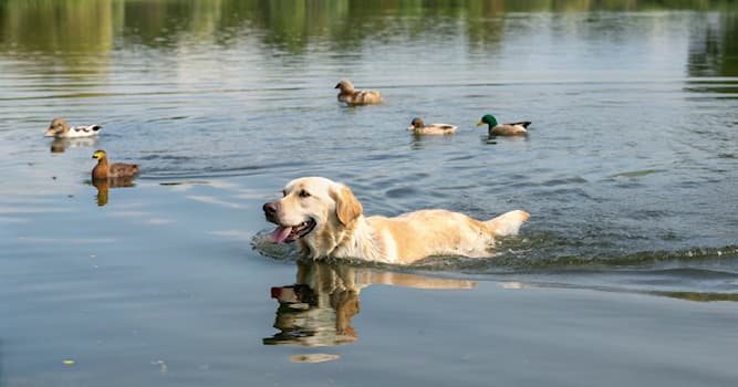 Doğa Trivia Sorusu: Hangi köpek ırkı ördek avcılığındaki yeteneğiyle ünlüdür?