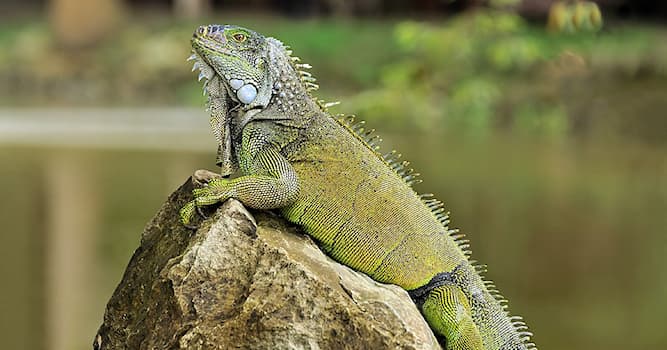 Natuur Trivia Vraag: Wat voor hagedis staat op de foto?