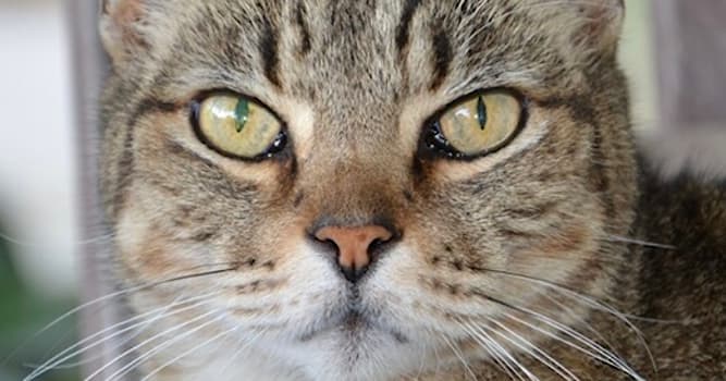 Naturaleza Pregunta Trivia: ¿Qué raza de gato aparece en la imagen?