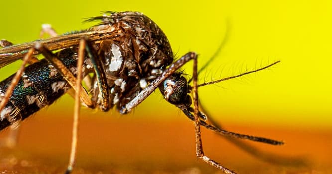 Natuur Trivia Vraag: Op welk continent komen geen muggen voor?