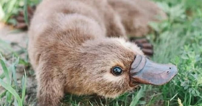 Природа Вопрос: У какого млекопитающего ядовитые шпоры и клюв, чувствующий электричество? Природа Вопрос: У какого млекопитающего ядовитые шпоры и клюв, чувствующий электричество?