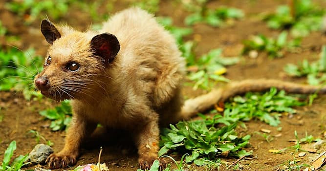 Maatschappij Trivia Vraag: Wat is de duurste koffie ter wereld?