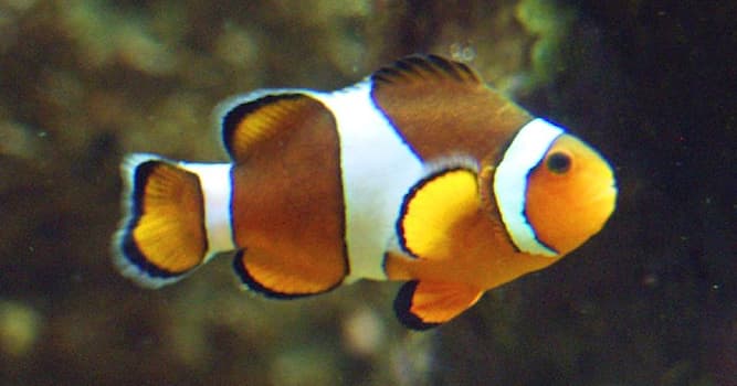 Natuur Trivia Vraag: Wat is de naam van deze vis?