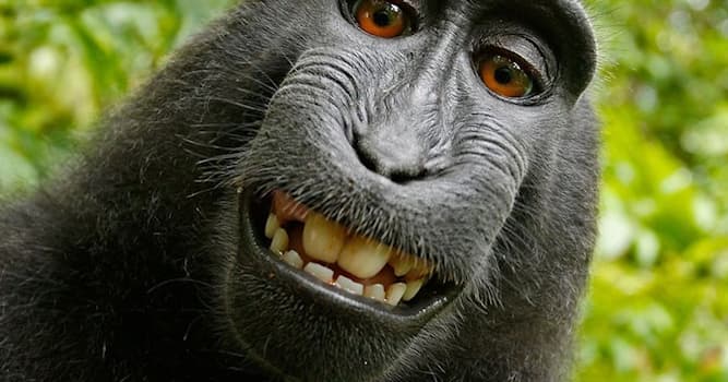 Natuur Trivia Vraag: Welk dier heeft tanden?