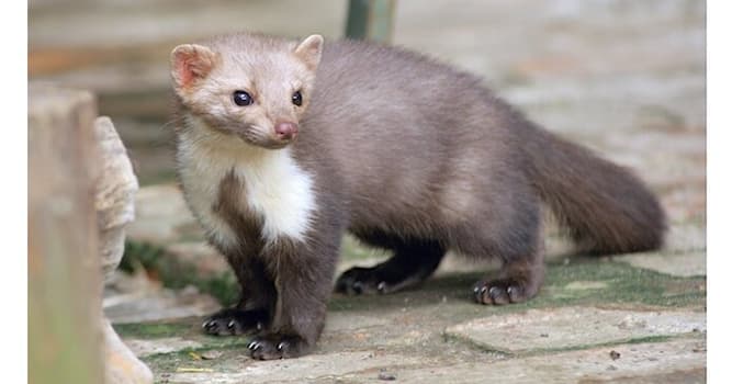 Natuur Trivia Vraag: Welk dier zie je op de afbeelding?