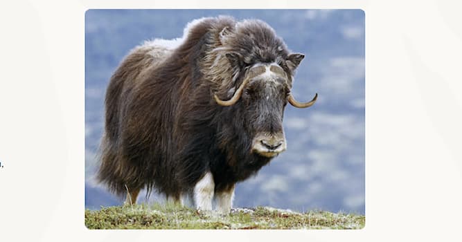 Natuur Trivia Vraag: Welk dier zie je op de afbeelding?