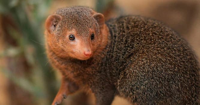 Natuur Trivia Vraag: Welk dier zie je op de afbeelding?