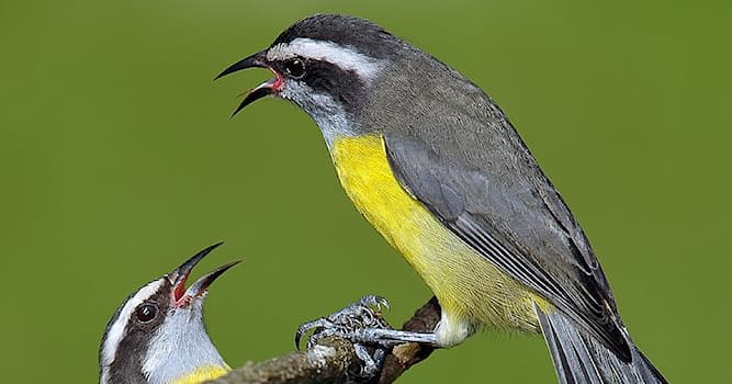 Natuur Trivia Vraag: Welke vogel die van zoetigheid houdt zie je op de foto?