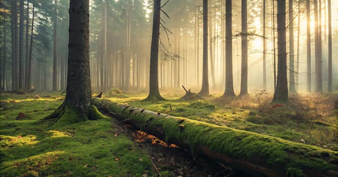 społeczeństwo Pytanie-Ciekawostka: Jakie jest powszechne zastosowanie piły łańcuchowej?