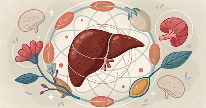 Bilim Trivia Sorusu: Aşağıdakilerden hangisi bir kas değildir?