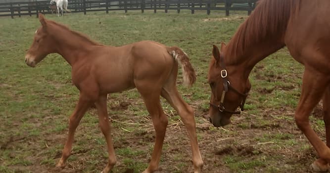 Natureza Pergunta Trivial: Como se denomina os filhotes de cavalo?