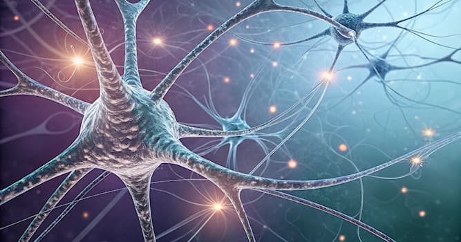 Wetenschap Trivia Vraag: Welk orgaan wordt vooral aangetast door de ziekte van Alzheimer?