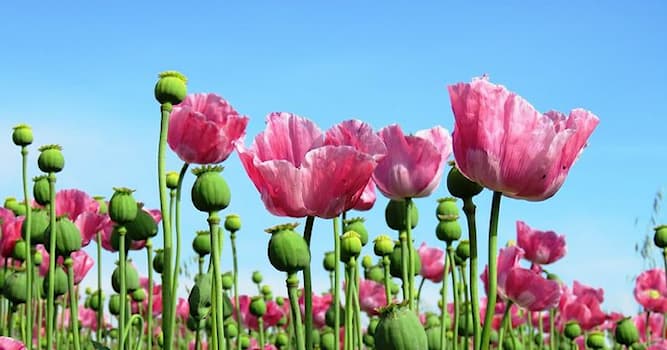 Society Trivia Question: As of 2020, which country is the largest producer of opium?